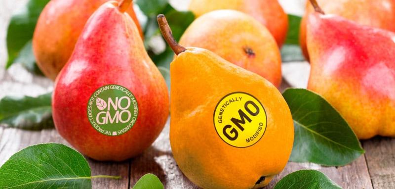 Thực phẩm biến đổi gen (GMO)