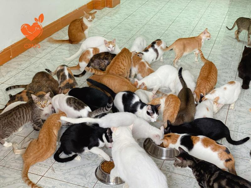 Trạm cứu hộ chó mèo Hà Nội - Center of Pet Animal Protections and Studies