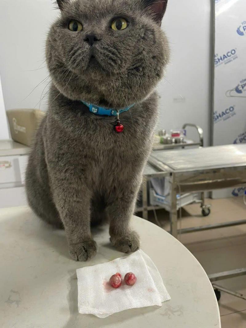 Trung Tâm Thú Y TinPet Cầu Giấy